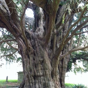ancient yew tree